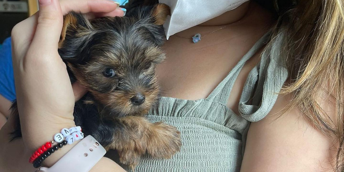 The Reason Why Yorkshire Terrier Breeders Is Everyone's Desire In 2024