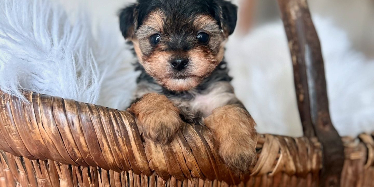 This Is A Buy Yorkshire Terriers Success Story You'll Never Believe