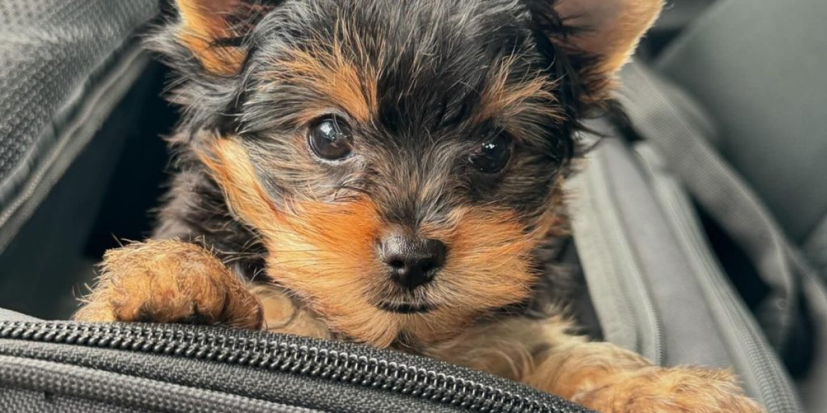 The No. One Question That Everyone Working In Buy Yorkie Puppies Should Be Able To Answer